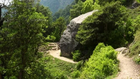 Forest trail beside a large boulder Stock Footage 340453121