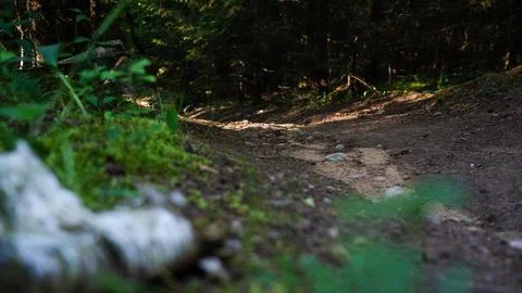 A forest trail with a birch log lying nearby Stock Photos
