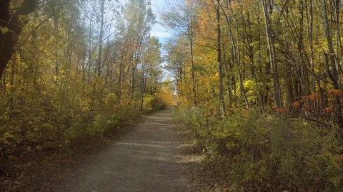 Forest trail covered in beautiful fall colours. Stock Footage 81929284