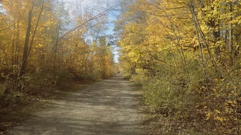 Forest trail covered in beautiful fall colours. Stock Footage 81929483