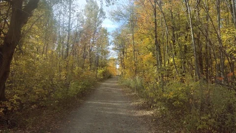 Forest trail covered in beautiful fall colours. Stock Footage 81929761