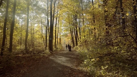Forest trail covered in beautiful fall colours. Stock Footage 81929917