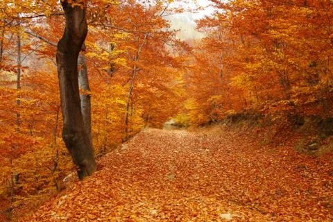 Forest Trail Covered with brown leafs Stock Photos
