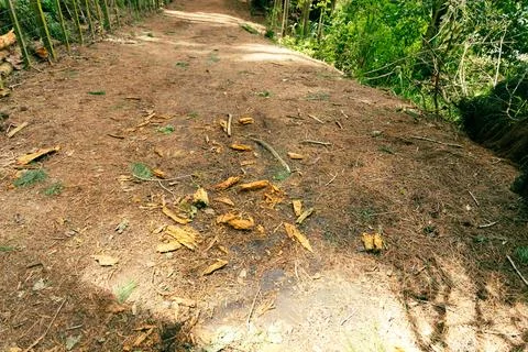 Forest Trail Covered Pine Needles Broken Branches 写真素材