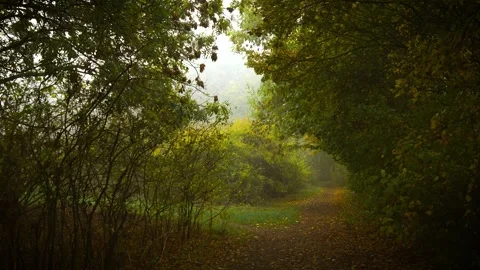 Forest trail curving through dense bushes and trees covered with autumn leaves Video stock 337418024