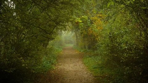 Forest trail curving under arch of green trees surrounded by golden autumn tones 스톡 동영상 336543038
