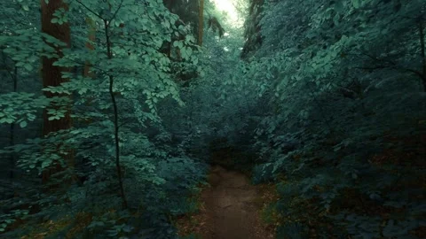 Forest trail, dark and moody Stock Footage 335705027