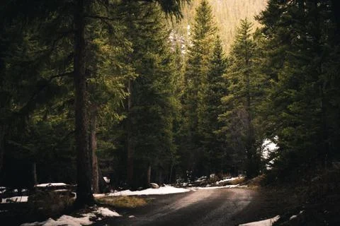 Forest trail during sunset. Stock Photos