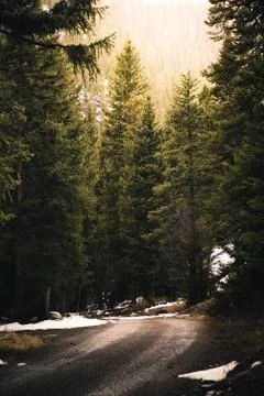 Forest trail during sunset. Stock Photos