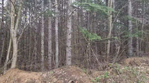 Forest trail dynamic tracking shot through trees during early winter season Stock Footage 323439849