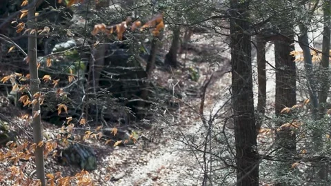 Forest Trail in Early Spring Video stock 301575413