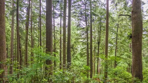 Forest Trail in Ecola State Park 4K Drone of Clatsop Loop Trail in Oregon with Stock Footage 309314519