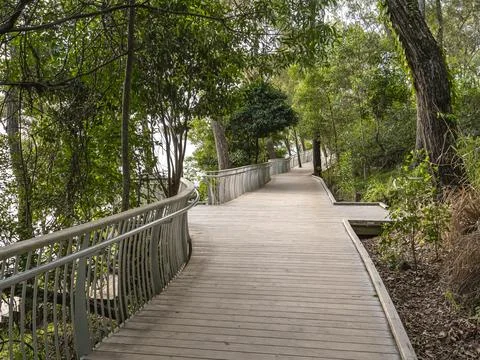 Forest trail with elevated walkway surrounded by tall trees Stock Photos