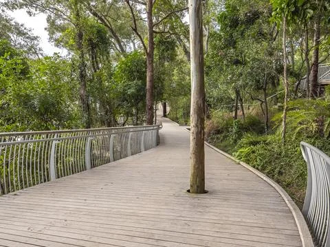 Forest trail with elevated walkway surrounded by tall trees Stock Photos