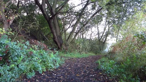 Forest Trail in England Stock Footage 42754426