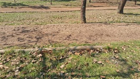 Forest trail erosion damage with exposed tree roots. Soil degradation and Stock Photos