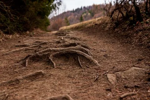 Forest Trail with Exposed Tree Roots Along Mountain Hiking Path Foto stock