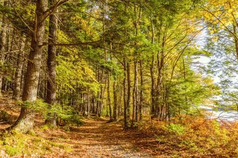 Forest Trail in Fall Stock Photos