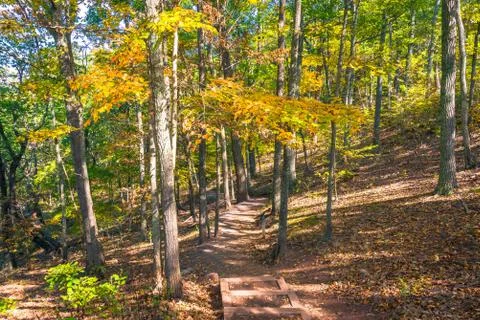 Forest Trail in the Fall Stock Photos