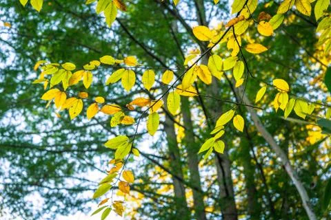 Forest Trail in the Fall Stock Photos
