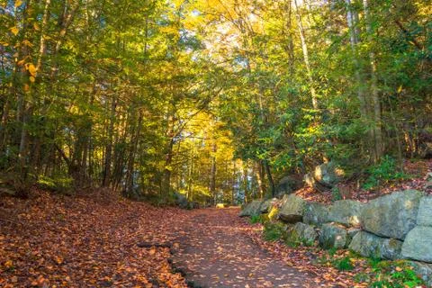 Forest Trail in the Fall Stock Photos