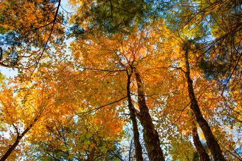 Forest Trail in the Fall Stock Photos