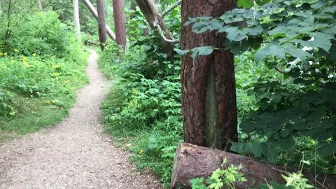 Forest Trail with Fallen Trees Stockbeeldmateriaal 79112421