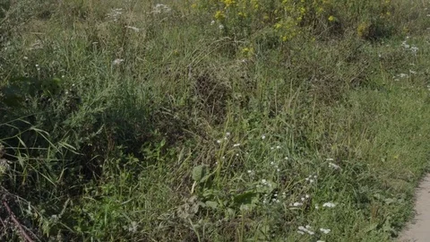 Forest trail, flowers and trees Stock Footage 79172172