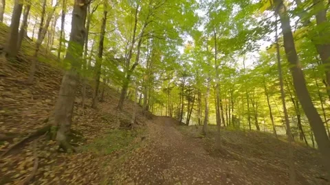 Forest Trail Fly Through Stock Footage 140912043