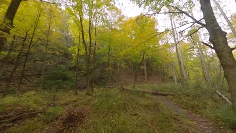 Forest Trail Fly Through Stock Footage 140912116