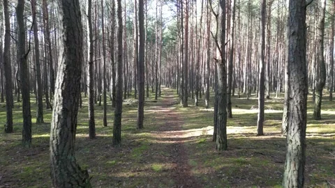 Forest Trail Flythrough – 4K Cinematic Drone Footage Video stock 311582091