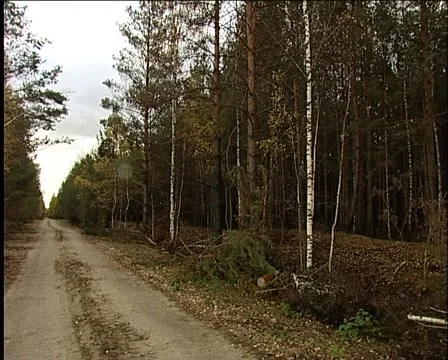 Forest trail 库存影片 1012523