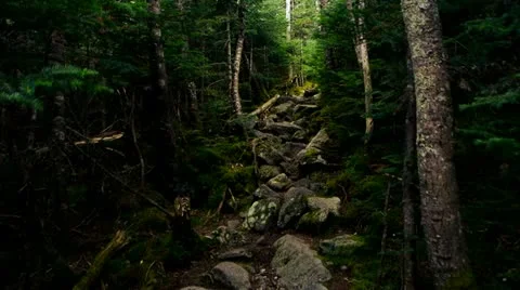 Forest Trail Video stock 11851502