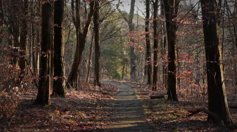 Forest trail Stock Footage 34043509