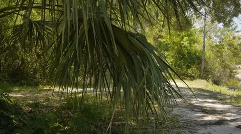 Forest trail Stock Footage 43137537