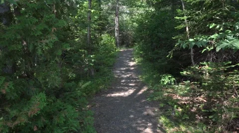 Forest Trail Stock Footage 53781621