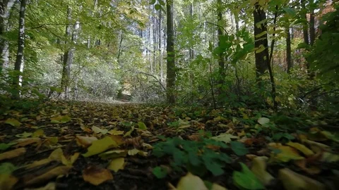 On the forest trail Stock Footage 81167753