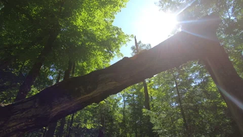 Forest Trail Stock Footage 137433924