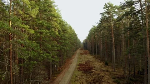 Forest trail Stock Footage 149894498