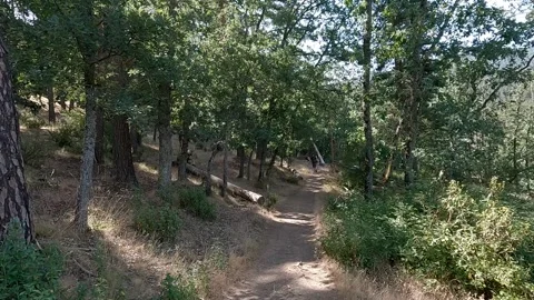 Forest trail Stock Footage 319244065