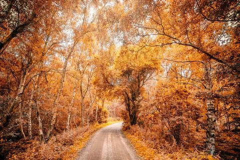Forest trail in a forest in the fall Stock Photos