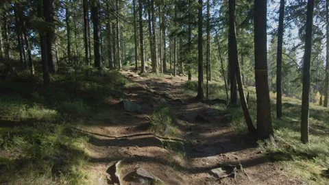 Forest trail. Green trees. 库存影片 165160310