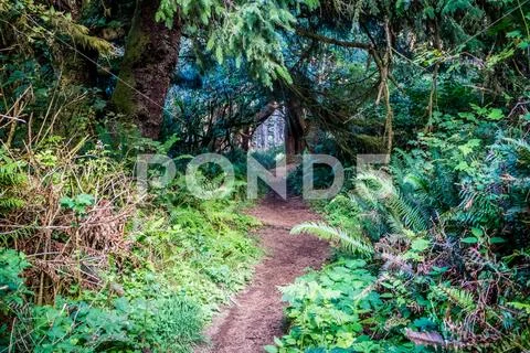 A forest trail in Heceta Head Lighthouse State Park Florence, Oregon Stock Photos