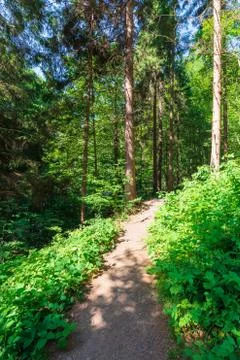 Forest trail on the hillside Foto stock