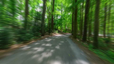 Forest Trail Hyperlapse Stock Footage 246975207