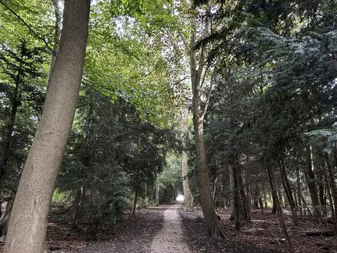 Forest trail leading through dense mixed woodland with overhead leaf canopy Stock Photos