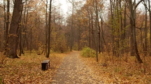 A forest trail leads far into the forest. Bright dry leaves cover the ground Stock Footage 165283451