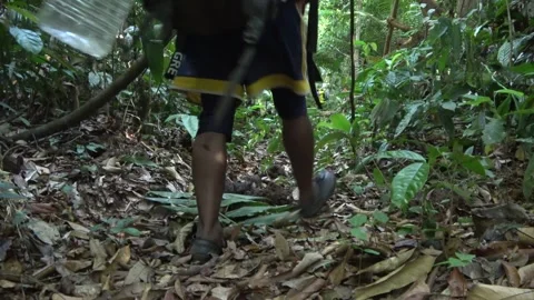 Forest trail, Malaysia Stock Footage 135716586