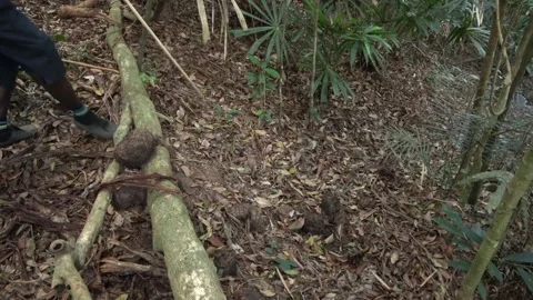 Forest trail, Malaysia Stock Footage 135716637