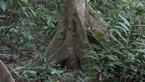 Forest trail, Malaysia Stock Footage 135718728
